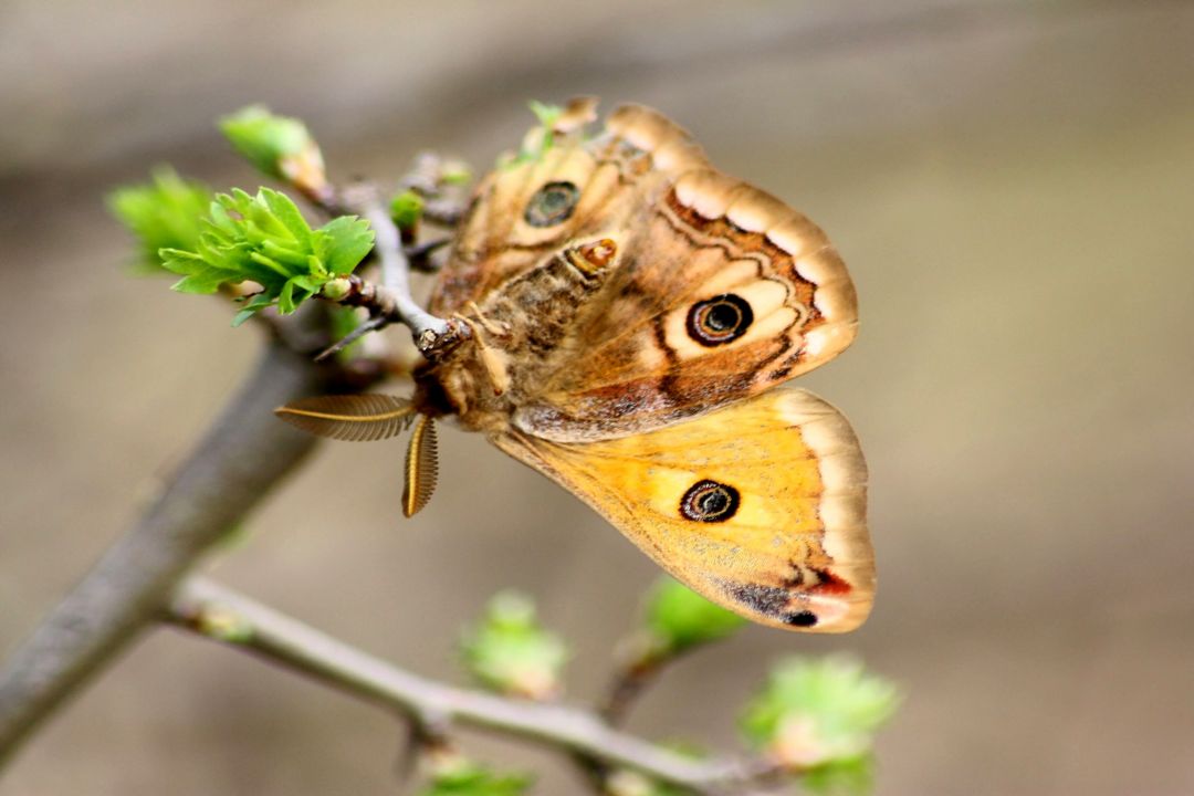 Saturnia minore